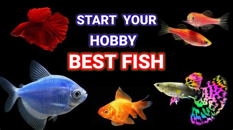 18 Best Aquarium Fish for Beginners .
